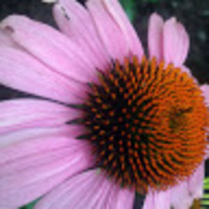 Meet your Posher, Sofia